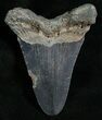 Bargain Angustidens Tooth - Pre-Megalodon #5629-2